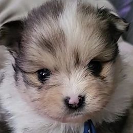 Pomeranians from Enchanted Poms