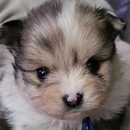 Pomeranians from Enchanted Poms