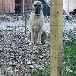 Mastiff All Grown Up from Southern Star English Mastiffs