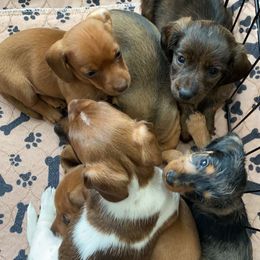 Dachshunds from Whitney’s Weiners