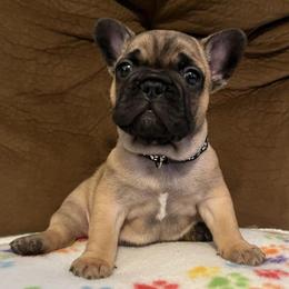 French Bulldogs from Pennington Family Frenchies