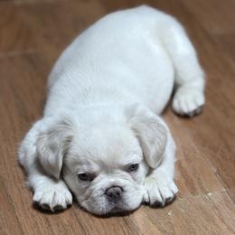 Boy 4 - male French Bulldog puppy in East Greenwich, Rhode Island from DaSilvas Estrella AKC