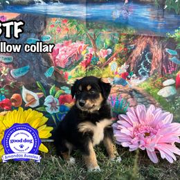 BTF yellow collar - Black tri-color female Australian Shepherd puppy in Greenville, Texas from Amandas Aussies