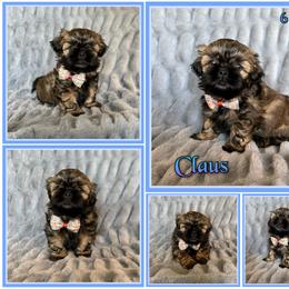 Claus - Sable male Shih Tzu puppy in Yelm, Washington from Lala's All Star Shih Tzu