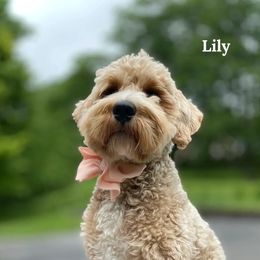 Lily - Goldendoodle