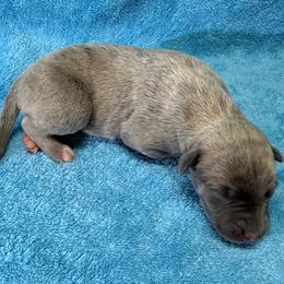 Wildfire - Blue brindle female Whippet puppy in Gentry, Arkansas from Mardel Robeson of Mulberry Hollow Whippets