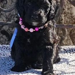 Double Doodle, Goldendoodle, and Labradoodle Puppies from The Doodle Ranch-California