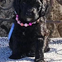 Double Doodle, Goldendoodle, and Labradoodle Puppies from The Doodle Ranch-California