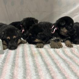 Elsa - Black and tan female German Shepherd puppy in Stanardsville, Virginia from Majestic K9 LLC