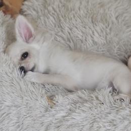 AKC Fluffy girl - Fawn and white female Chihuahua puppy in Brooklyn, New York from Nadezhda's Chihuahuas