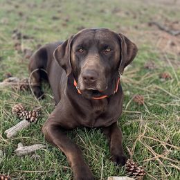 Labrador Retrievers from Hartsells Retrievers