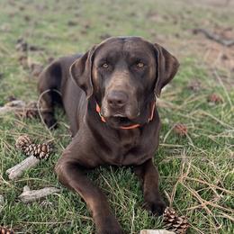 Labrador Retrievers from Hartsells Retrievers