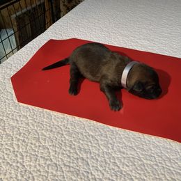 Belgian Malinois Puppies from Akadamie Belgian Malinois'