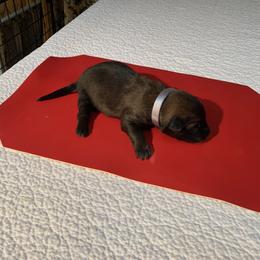 Belgian Malinois Puppies from Akadamie Belgian Malinois'