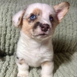 M and M - Blue merle and white male American Corgi puppy in Endeavor, Wisconsin from Mac-Kuz Kennels