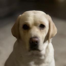 Helga - Labrador Retriever