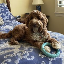 Ginger - Australian Labradoodle