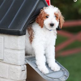 Frosting - Parti male Poodle puppy in Williamsburg, Ohio from Iaroli’s  Small Standard Poodles