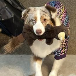 Miniature American Shepherds and Poodles from Breanna Morrison