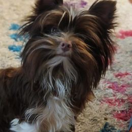 River - Yorkshire Terrier