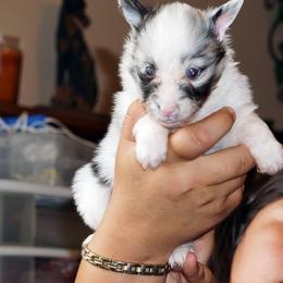 Rottweiler and Shetland Sheepdog Puppies from Mountain High Kennels