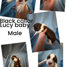Black collar liver and white - Liver and white English Springer Spaniel puppy in Jamestown, Kentucky from Waterworks Springers