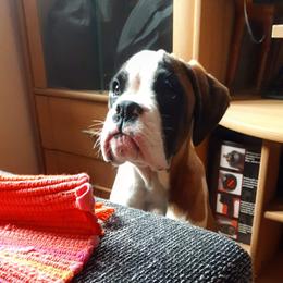Boxer Puppies from Beyond Beautiful Boxers