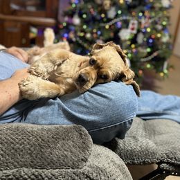Jim Bob - Cocker Spaniel