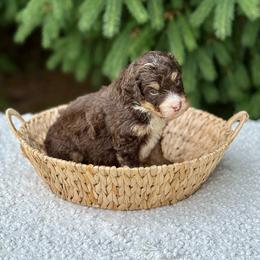Van - Brown male Bernedoodle puppy in Bremen, Indiana from Farmland Doodles
