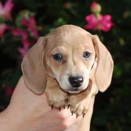 Blaze - Red male Dachshund puppy in Pensacola, Florida from Jen's Doxie Den