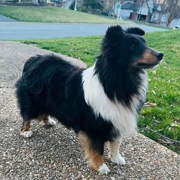 Autumn - Shetland Sheepdog