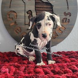 Red Collar - Harlequin female Great Dane puppy in Alton, Illinois from Show Me Great Danes and Basset Hounds