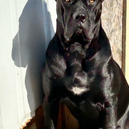 Onyx - Cane Corso