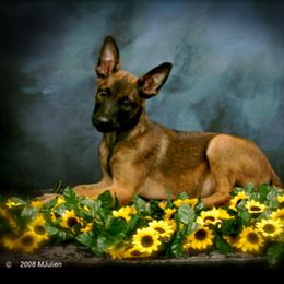 Belgian Malinois, Labrador Retriever, and Shetland Sheepdog Puppies from StoneFox