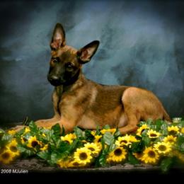 Belgian Malinois, Labrador Retriever, and Shetland Sheepdog Puppies from StoneFox