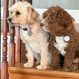 Cavapoochon puppies from Forever Puppies 4U