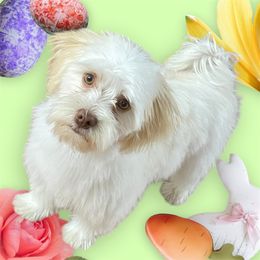 Jasper AKC registered potty trained - White Havanese puppy in Georgia from Dean Supreme
