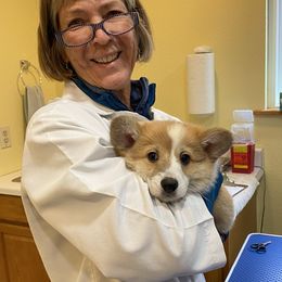 Pembroke Welsh Corgi Puppies from Gwyndolyns