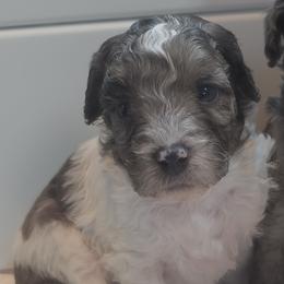 Boy4 - Merle male Cavapoo puppy in Medina, Ohio from Momma's Minis