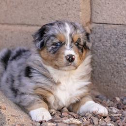 Australian Shepherd Puppies from Wranglin Aussies
