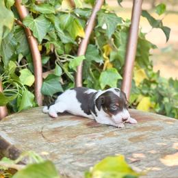 Lilo - Chocolate and tan female Dachshund puppy in Salters, South Carolina from Long-Pine Dachshund