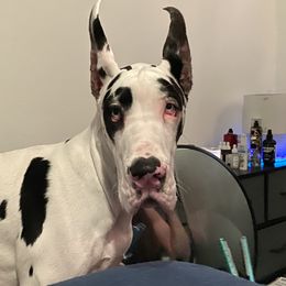 Great Dane All Grown Up from Evergreen Danes