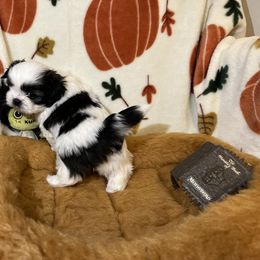 Shih Tzu Puppies from Lavender Lane Tzus