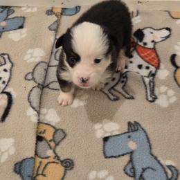 Tri color - White and black male Pembroke Welsh Corgi puppy in Collinsville, Mississippi from Lindsey's Lovely Little Corgis