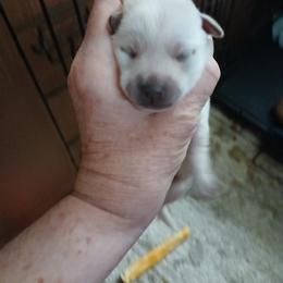 Pup 3 - Cream male Chihuahua puppy in Madison, Wisconsin from Lynda Pups