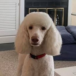 Poodles from Northen's Poodles