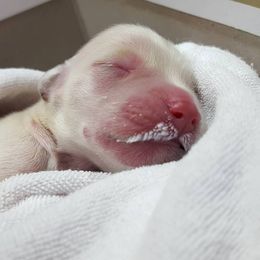 Golden Retriever Puppies from Arkansas River Golden Retrievers