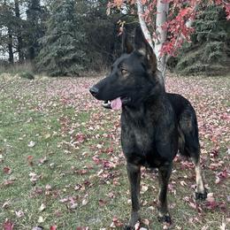 Clyde - German Shepherd