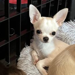 Blaze - Cream and white male Chihuahua puppy in Sanford, North Carolina from Bandit’s