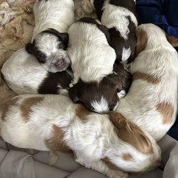 Cocker Spaniel Puppies from Jamie’s Sweet Spaniels